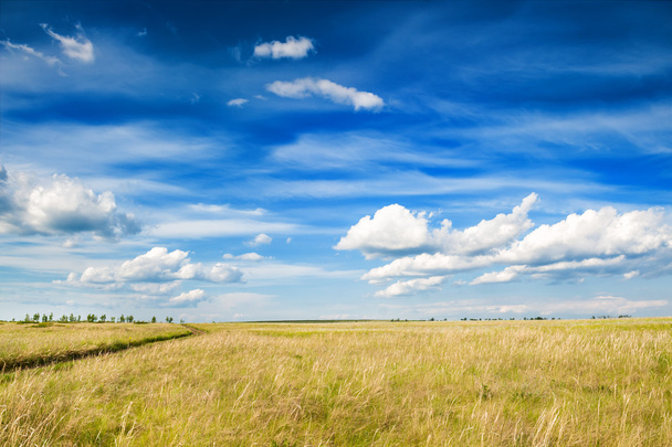 Field and blue sky with clouds. - Фото, изображение