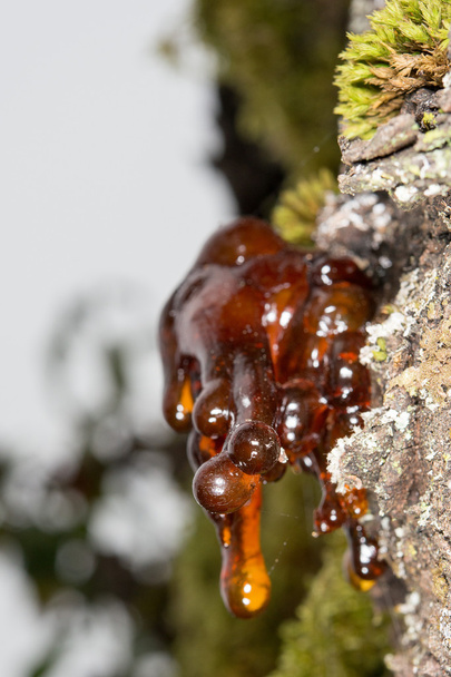 albero resina ambra naturale
  - Foto, immagini