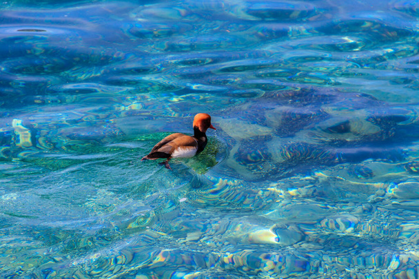 Gölde yüzen kırmızı ibikli pochard (Netta rufina) - Fotoğraf, Görsel