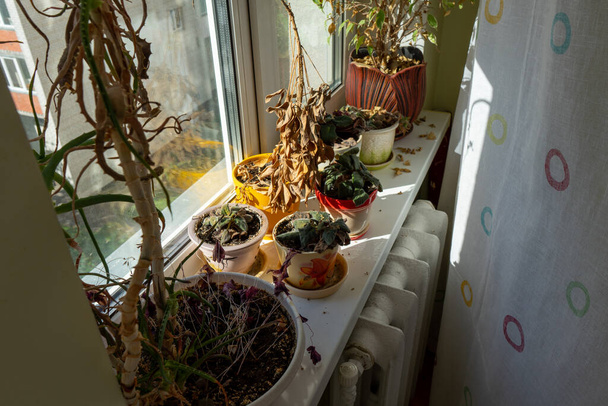 Opuštěné sušené rostliny na parapetu - Fotografie, Obrázek