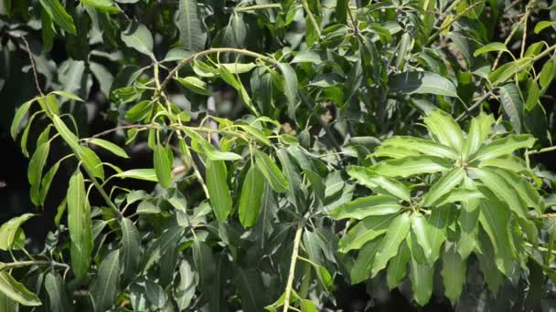 Árbol de mango
 - Metraje, vídeo