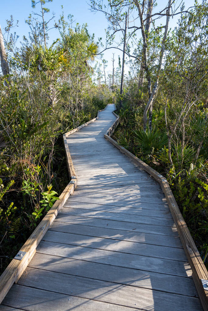 Прогулка по водно-болотным угодьям Грасси Уотерс Пресерв в Уэст-Палм-Бич, Флорида ясным зимним утром. - Фото, изображение