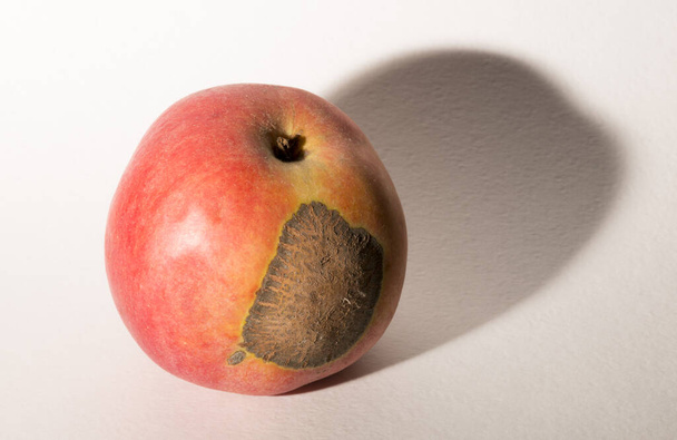 ベンチュリアエクイカリスはリンゴのスキャブ病を引き起こすアスコピテート菌です. - 写真・画像