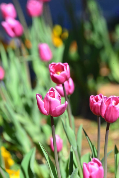 Egy gyönyörű virágcsokor, ami úgy néz ki, mintha táncolna, színes tulipán szirmok. - Fotó, kép