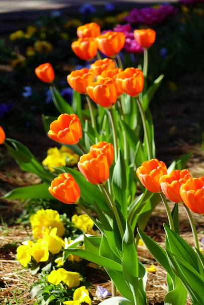   Egy gyönyörű virágcsokor, ami úgy néz ki, mintha táncolna, színes tulipán szirmok.                              - Fotó, kép