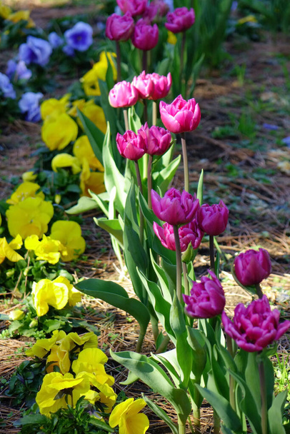  A gorgeous flower arrangement that looks like it's dancing, colorful tulip petals                              - Photo, Image