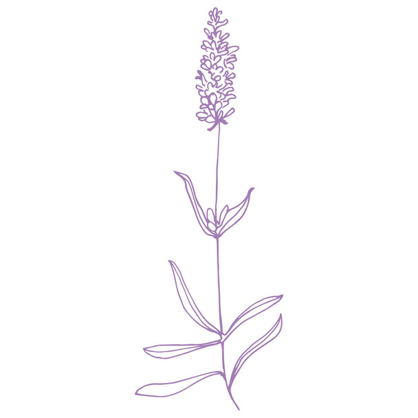 Цветок лаванды. Винтажный ботанический рисунок французского поля Lavandula. Цветущая лаванда. Ручной рисунок вектора изолирован на белом  - Вектор,изображение
