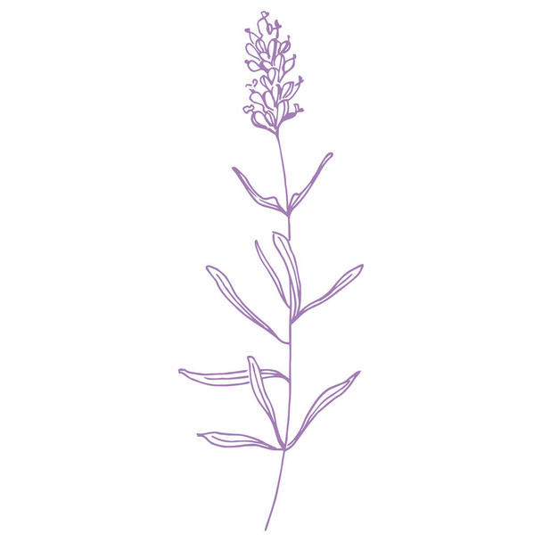 Цветок лаванды. Винтажный ботанический рисунок французского поля Lavandula. Цветущая лаванда. Ручной рисунок вектора изолирован на белом  - Вектор,изображение