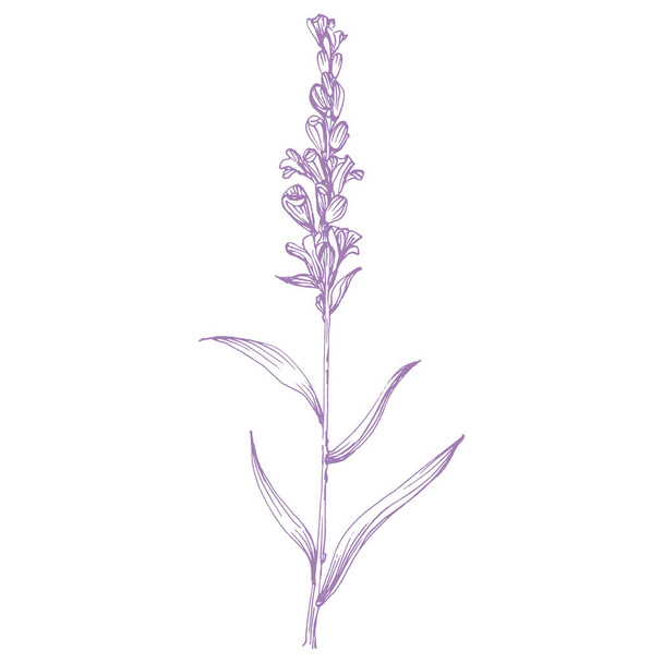 Λεβάντα λουλούδι σκίτσο. Vintage βοτανικό σχέδιο του γαλλικού πεδίου Lavandula. Άνθος λεβάντας. Χειροκίνητη διανυσματική απεικόνιση που απομονώνεται σε λευκό  - Διάνυσμα, εικόνα