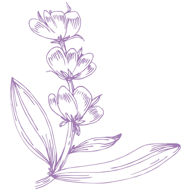 Levendula vázlat virág. Vintage botanikai rajz francia területen Lavandula. Virágos levendula. Kézzel rajzolt vektor illusztráció, fehér alapon elkülönítve  - Vektor, kép