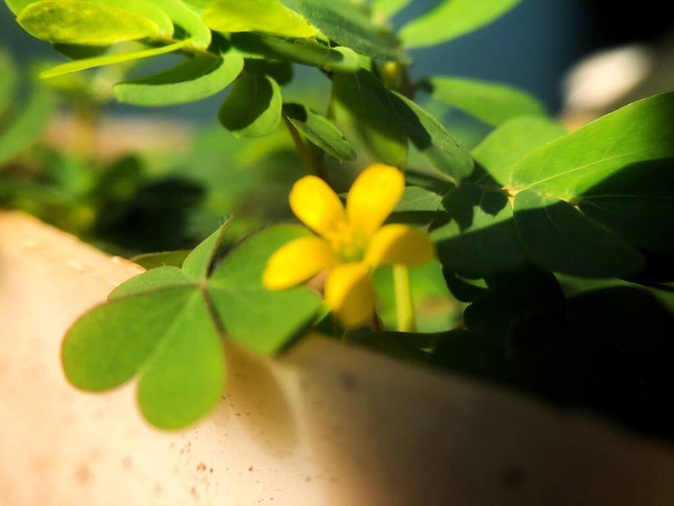 Arrastrándose acedera "Oxalis corniculata" flor que florece entre las hojas verdes - Foto, imagen