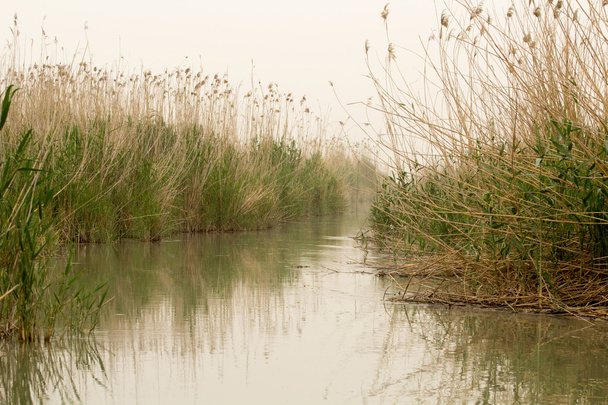Iraki mocsarak - Fotó, kép