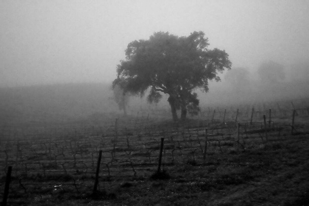 Üzüm bağında sisli bir sabah, siyah beyaz fotoğraf, Sardoal, Abrantes, Portekiz - Fotoğraf, Görsel