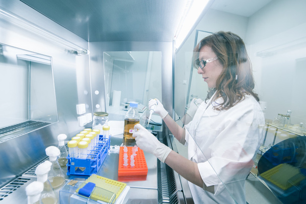 Life scientist researching in the laboratory. - Foto, afbeelding