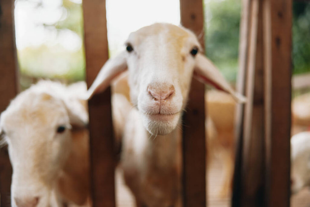 Una cabra está mirando a través de una valla de madera a la cámara mientras está de pie junto a otra cabra - Foto, imagen