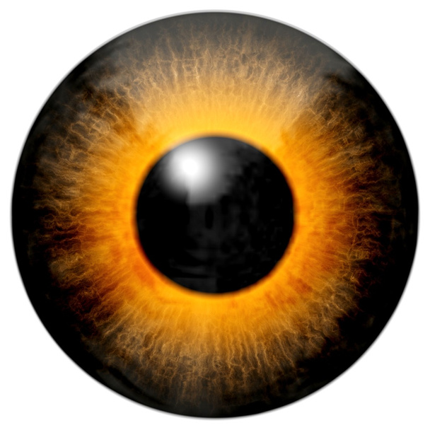 Bruin oranje oog - Foto, afbeelding