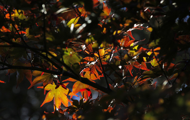 Herbstzeit - Valokuva, kuva