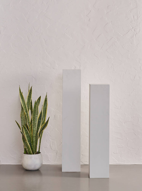 Fondo grigio parete, vaso di pianta, home design. - Foto, immagini