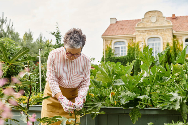 atrakcyjny szczęśliwy dojrzała kobieta w okularach pracuje w jej żywy zielony ogród i uśmiecha się radośnie - Zdjęcie, obraz