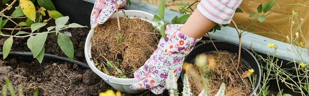 bijgesneden weergave van volwassen vrouw met handschoenen verzorgen van haar groeiende groenten in de tuin, banner - Foto, afbeelding