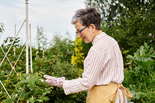 joyful appealing mature woman with glasses and gloves taking care of her fresh berries in garden - Photo, image