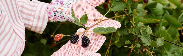 καλλιεργημένη άποψη της ώριμης γυναίκας με γάντια κηπουρικής τη φροντίδα των νωπών dewberries της, πανό - Φωτογραφία, εικόνα
