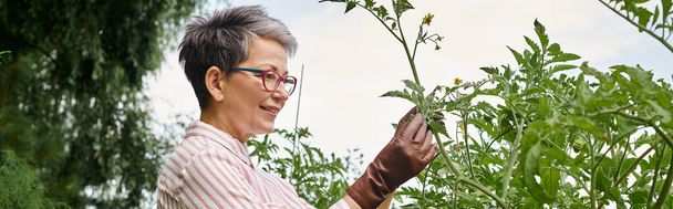 schöne lustige reife Frau mit Brille, die sich um ihre Pflanzen in ihrem lebendigen Garten kümmert, Banner - Foto, Bild