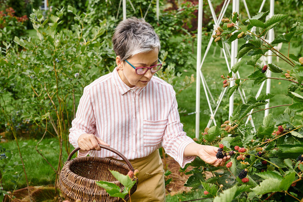 attractive mature jolly woman with glasses picking fresh berries into straw basket in her garden - Foto, immagini