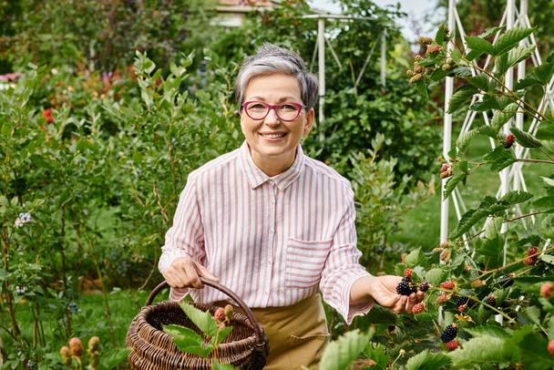 mature joyous woman with glasses picking fresh berries into straw basket and looking at camera - Foto, imagen