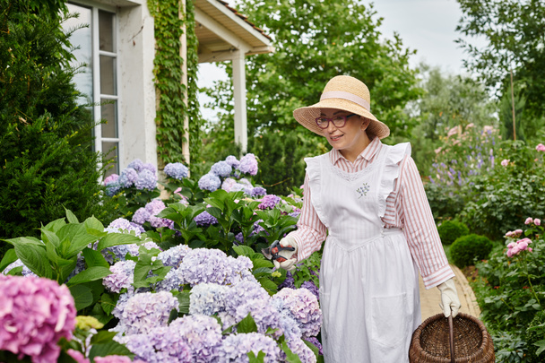 good looking jolly mature woman with apron and gardening tools taking care of beautiful hydrangea - Photo, Image