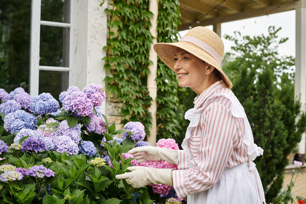 beautiful mature joyful woman in dress and apron taking active care of her vibrant hydrangea - Photo, Image