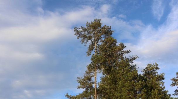 Три голубого неба, верхушка дерева на фоне голубого неба в солнечный день. Природа Индонезии - Фото, изображение