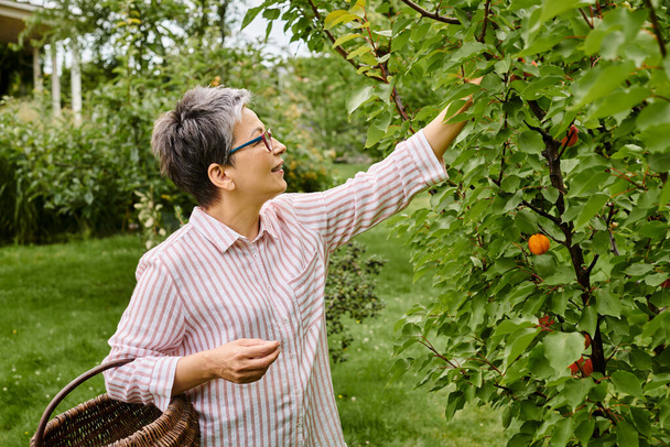 dojrzała dobrze wyglądająca wesoła kobieta z okularami zbierająca owoce do kosza słomy w ogrodzie - Zdjęcie, obraz