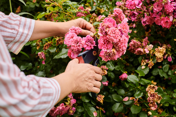 bijgesneden uitzicht van volwassen vrouw nemen actieve zorg van haar levendige levendige roze rozenbottel in de tuin - Foto, afbeelding