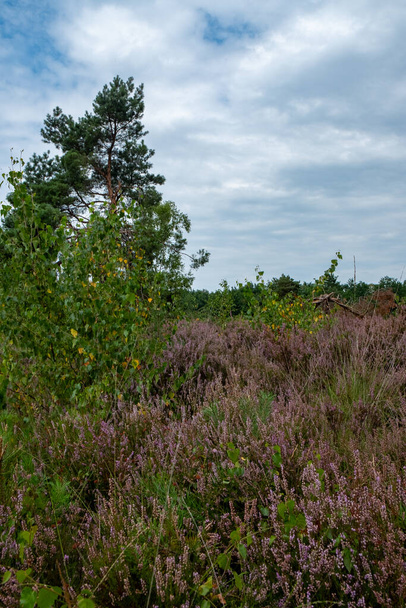 Obraz zachycuje přirozené vřesoviště, bohaté na fialové květy, pod rozlehlým příkrovem zatažené oblohy. Různorodá vegetace, včetně výrazných borovic, přidává hloubku a vrstvy - Fotografie, Obrázek