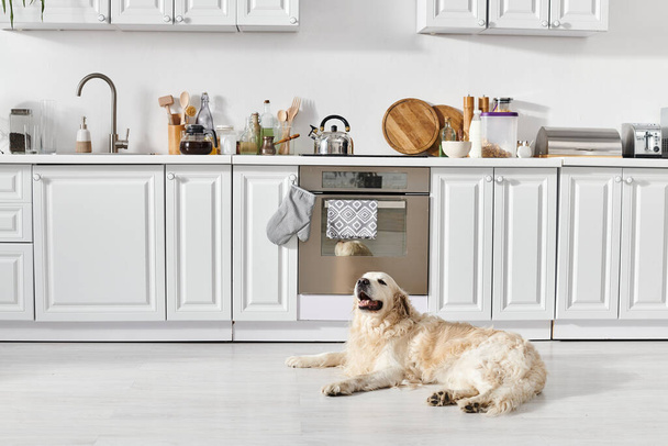 Un perro Labrador tranquilo se acuesta cómodamente en el suelo de la cocina, tomando el sol en la calidez de la habitación. - Foto, Imagen