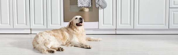 Ein Labrador-Hund sitzt in einem friedlichen Moment anmutig auf dem Küchenboden. - Foto, Bild