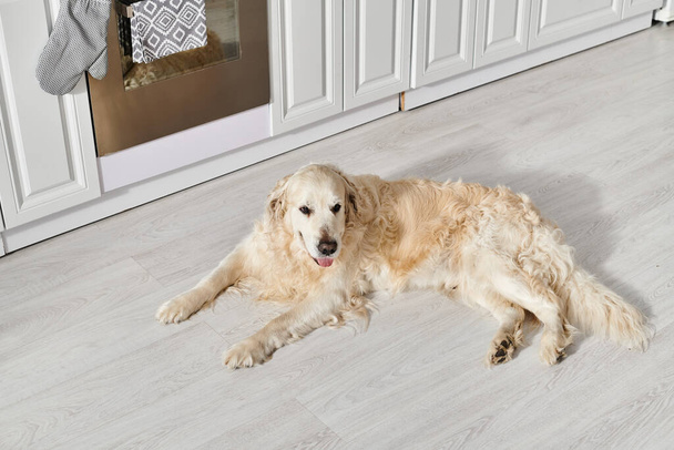Barışçıl bir Labrador köpeği mutfak zemininde uzanır, sıcak ve davetkar bir ortamda güneşlenir.. - Fotoğraf, Görsel