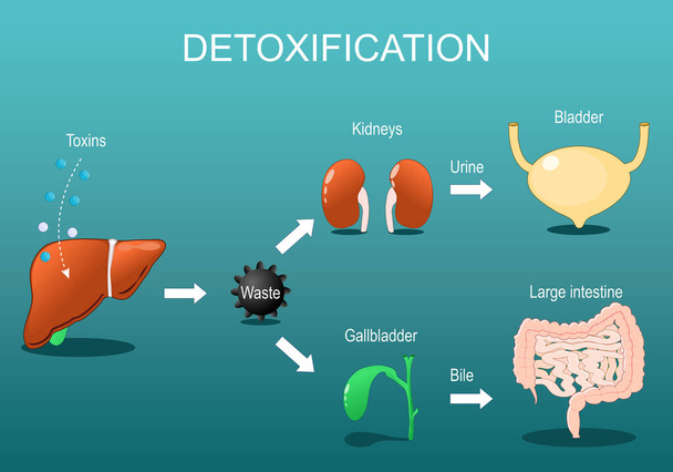 Detoxification. Detox Pathways Explained. From entering toxins in liver to Neutralize and eliminated via kidneys and gallbladder.  Metabolic detoxification and Hepatic, Alcohol and Drug metabolism. Toxin clearance. Vector poster. Isometric Flat illus - Vector, Image