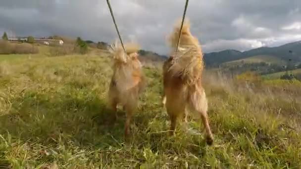 İki kahverengi mutlu köpek bahar yürüyüşünde kuyruklarını sallıyor. Düşük açılı köpek takımı eğitimi. - Video, Çekim