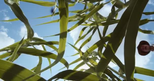 Ramka wideo oferuje widok na rolnika przemierzającego pole kukurydzy z poziomu ziemi. Głównym celem jest solidne łodygi kukurydzy zajmujące środek ziemi, ich zielone liście rozciągające się - Materiał filmowy, wideo