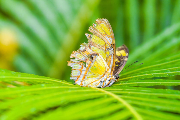 Malachiet vlinder op een groen blad. Insect in natuurlijke omgeving close-up. Siproeta stelenes. - Foto, afbeelding