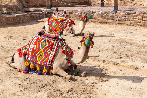 Ближний Восток, Саудовская Аравия, провинция Табук, Тайма. Верблюды в разноцветных одеялах в пустынном оазисе. - Фото, изображение