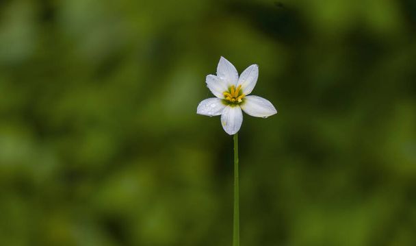 Valkoinen sade Lily (syksyllä Zephyrlily tai valkoinen tuuli kukka) - Valokuva, kuva