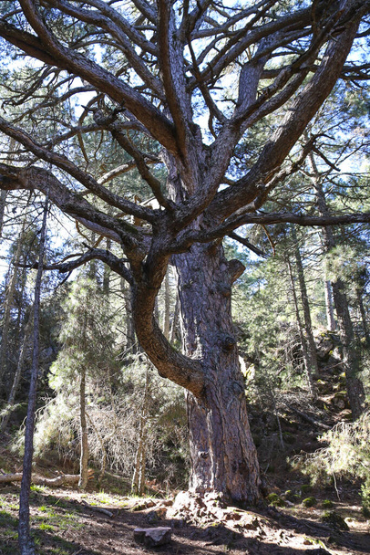 Κολοσσιαίο δέντρο Pinus Nigra που ονομάζεται "Pino Gordo del Toril" στο φυσικό πάρκο Sierra de Cazorla y Segura - Φωτογραφία, εικόνα