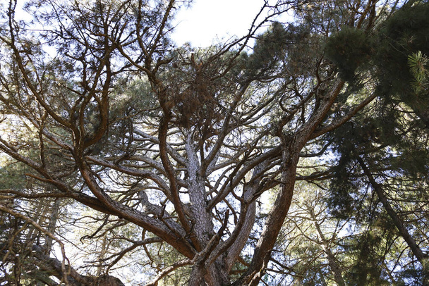 シエラ・デ・カゾラ・イ・セグラの自然公園で"ピノゴルド・デル・トリル"と呼ばれる巨大なピナス・ナイラの木 - 写真・画像