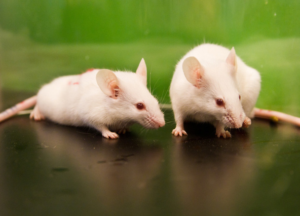 Laboratory mice - Photo, Image
