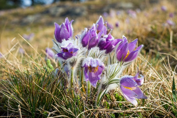 Blühende Osterblume auf der Wiese - Foto, Bild