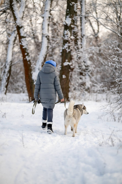 Dívka v zimním saku chodí se sibiřským husky psem. Winter. - Fotografie, Obrázek