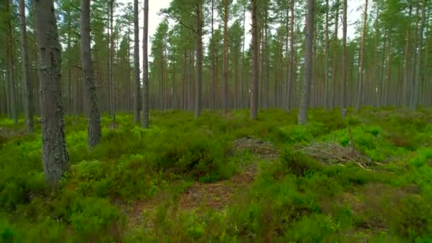 Bosque de pino de hadas con exuberante sotobosque verde en prístino desierto escocés. Vista de numerosos troncos de coníferas cubiertos de líquenes. Impresionante naturaleza en el hermoso Parque Nacional Cairngorms en Escocia - Metraje, vídeo